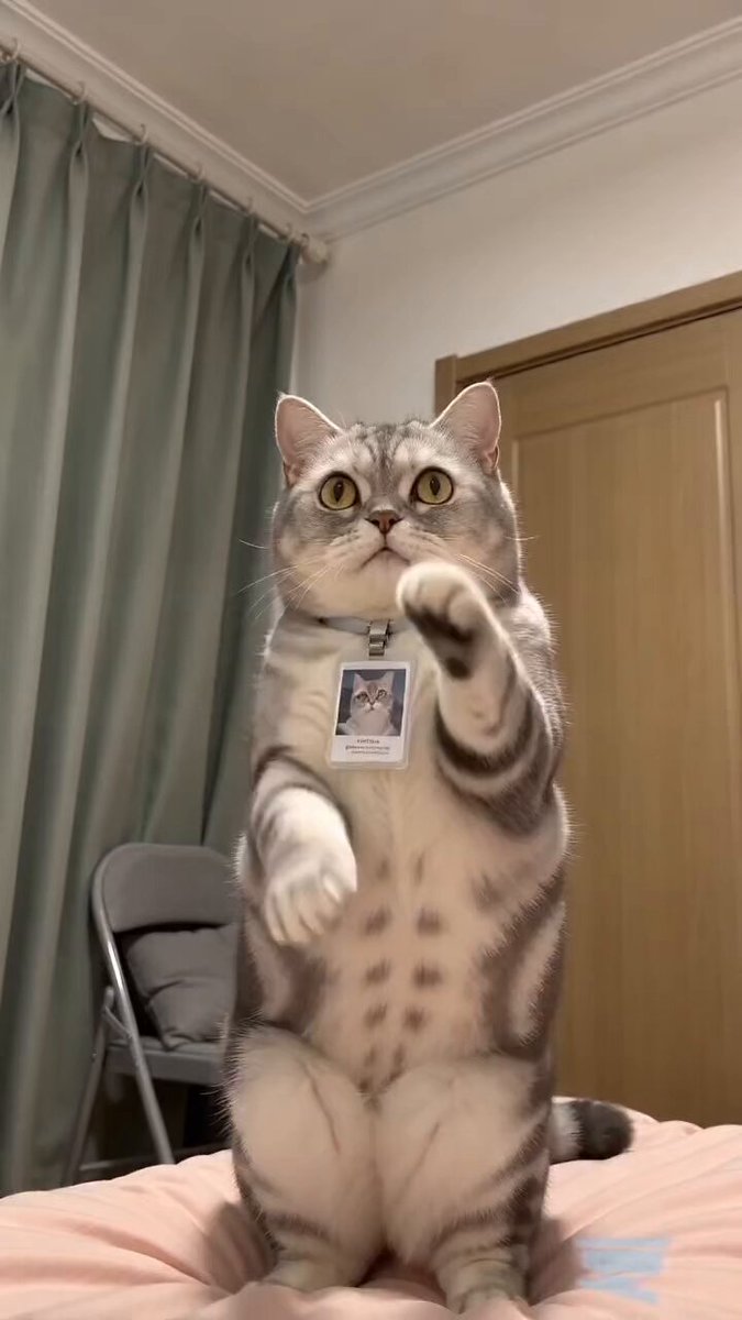 Funny Pet Dancing with 3D Expressions