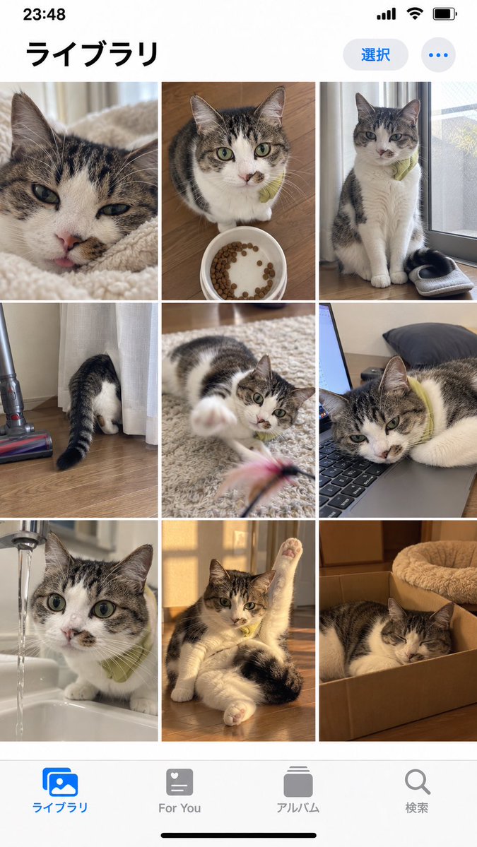 iPhone Photo Gallery Cat Grid Mockup