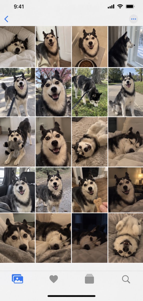 iPhone Album Screenshot: Husky Dog Collection
