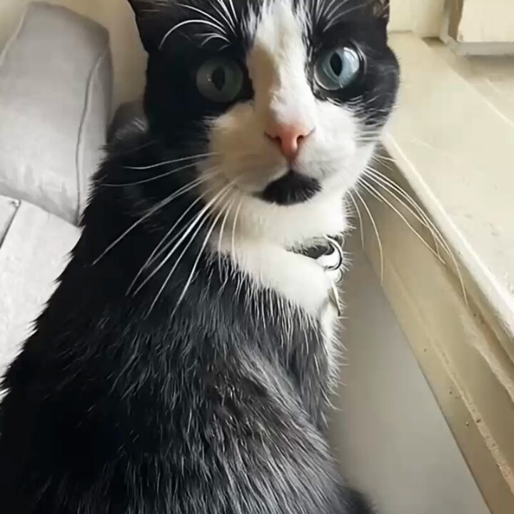 Cat in Bubble Helmet Underwater