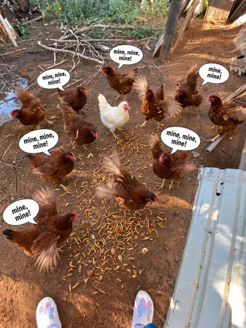 Chickens Pecking Mealworms Video