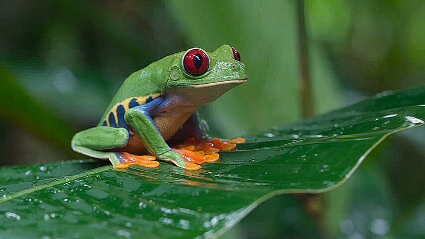 Red-Eyed Tree Frog Macro Cinematic