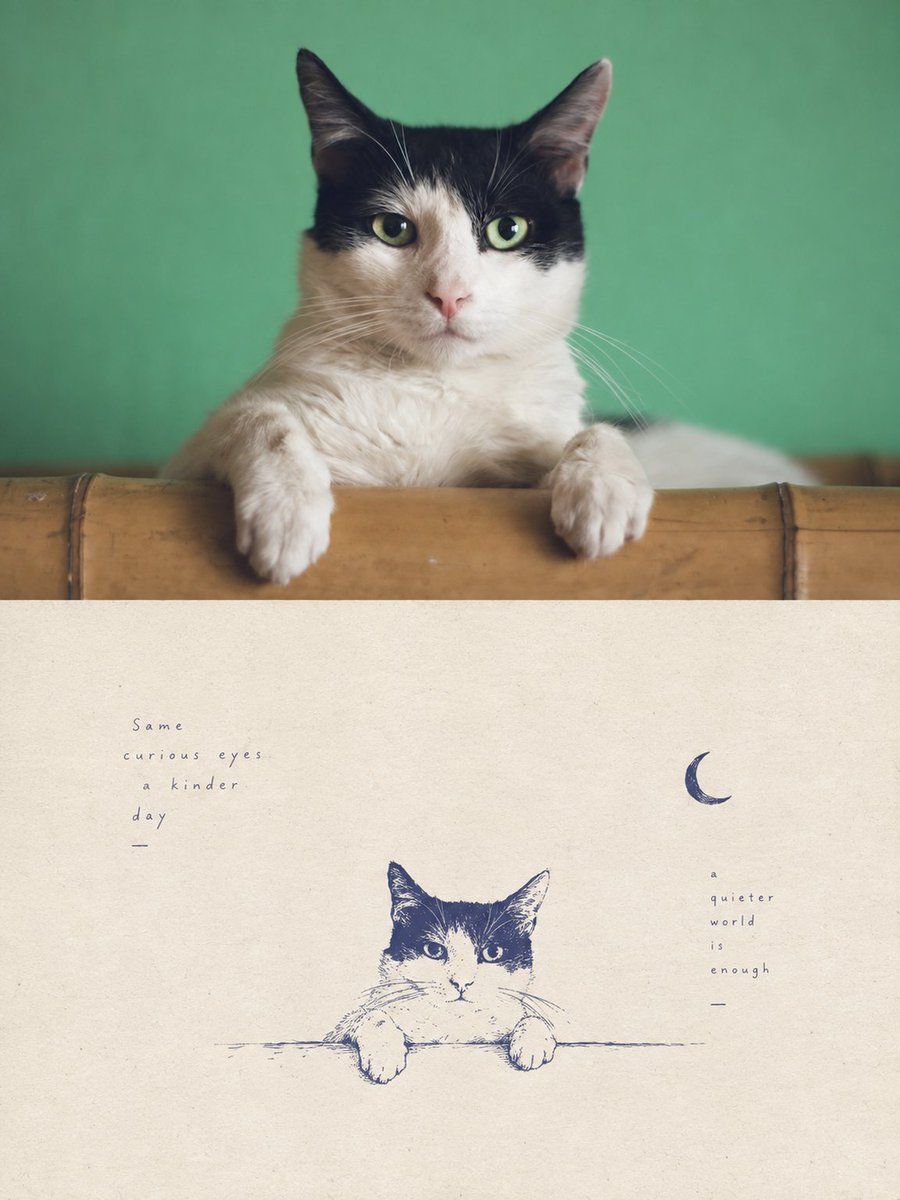 Tuxedo Cat Photo and Line Drawing Diptych