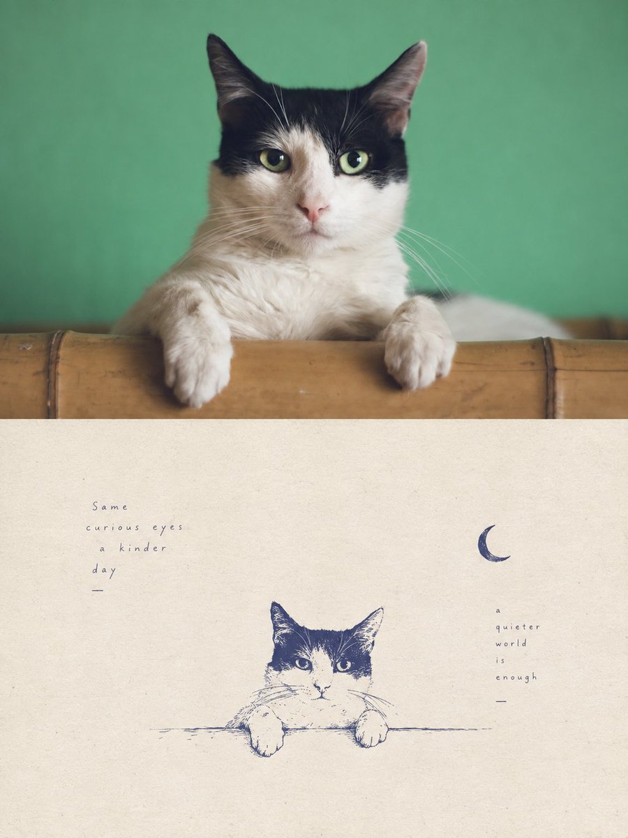 Tuxedo Cat Photo and Line Drawing Diptych