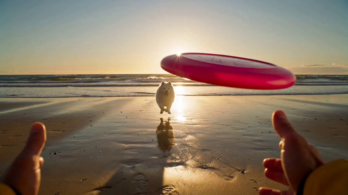 Golden Hour Beach Dog POV