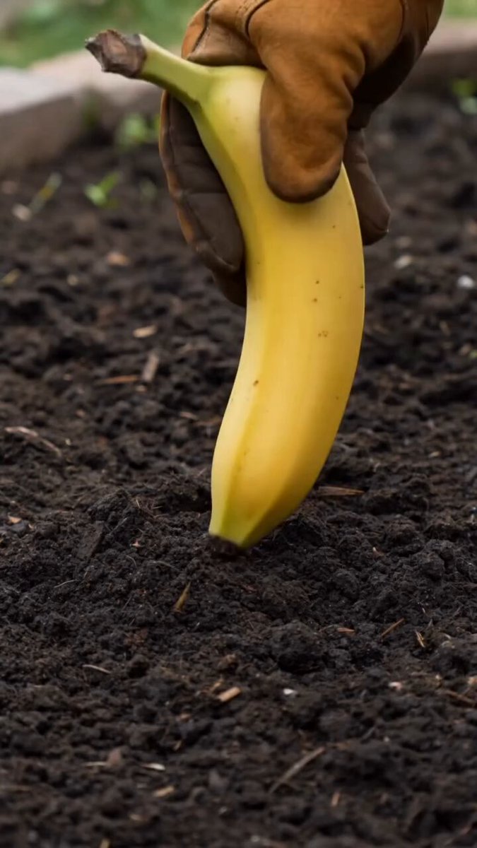 Banana Tree Growth Time-lapse