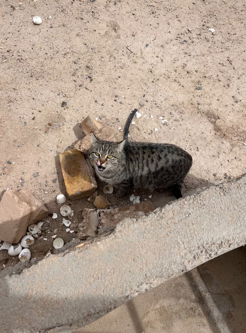 Animated Meowing Tabby Cat